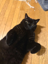 Load image into Gallery viewer, Give Butterz, Tyrone, or Toast a Treat — While Supporting Homeless / Stray Cats
