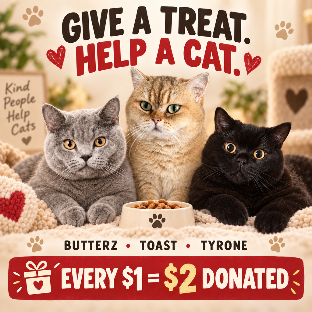 Give Butterz, Tyrone, or Toast a Treat — While Supporting Homeless / Stray Cats