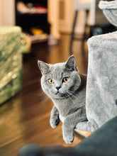 Load image into Gallery viewer, Give Butterz, Tyrone, or Toast a Treat — While Supporting Homeless / Stray Cats
