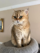 Load image into Gallery viewer, Give Butterz, Tyrone, or Toast a Treat — While Supporting Homeless / Stray Cats